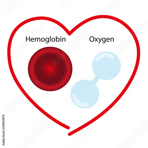 Scheme of oxygen transfer in the blood, hemoglobin with oxygen in the heart