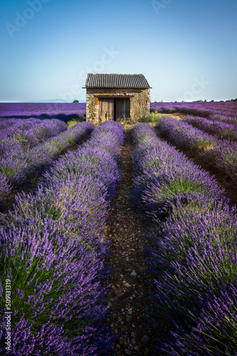 Champ de lavande Valensole