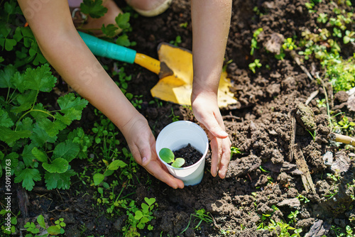 Little happy preschool girl planting seedlings of sunflowers in domestic garden. Toddler child learn gardening, planting and cultivating flower and plant. Kids and ecology, environment concept. photo