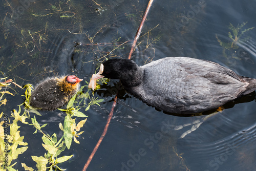 Den Helder, Netherlands, May 2022. Coot feeding her young. photo