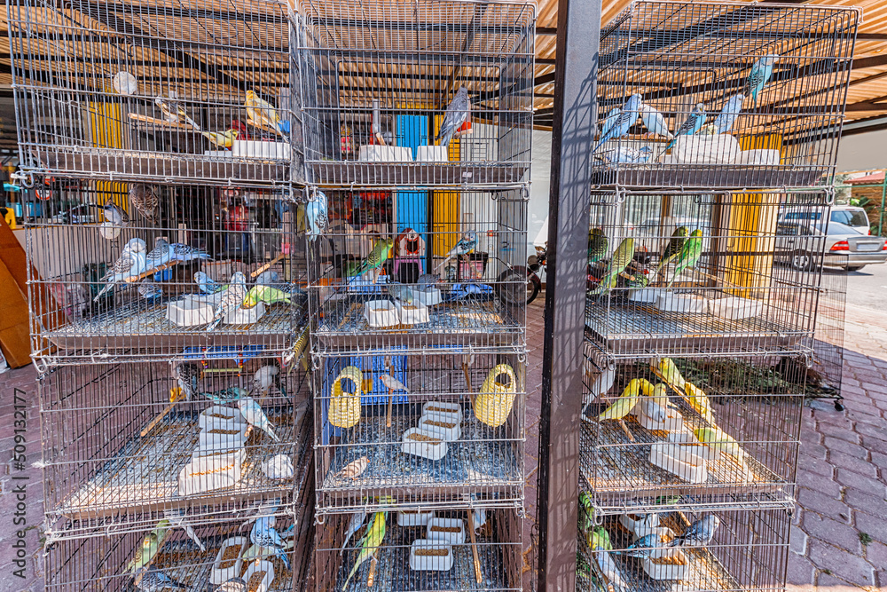 Caged parrots for sale at the street market near pet shop