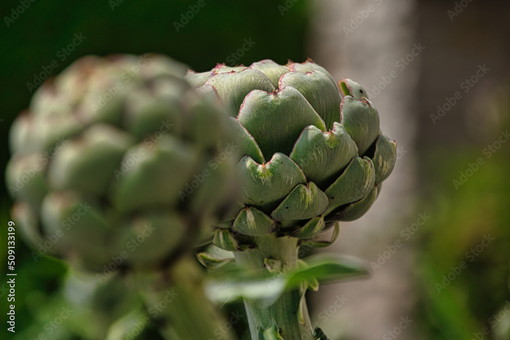 Fototapeta premium frische ganze Artischocke