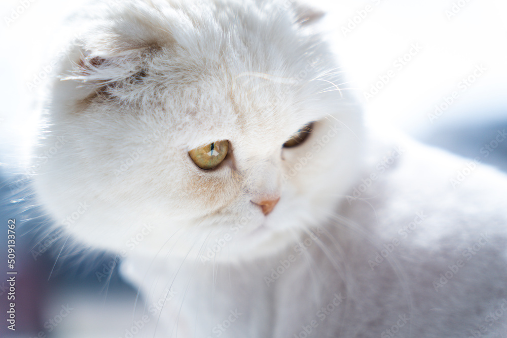 Portrait of a white cute cat