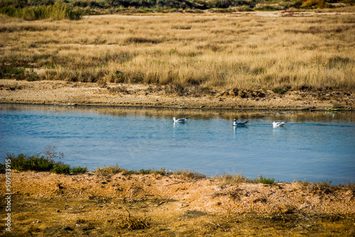 a seagulls on the shallow salty lagoon near the Azov sea on the Arabat Spit, Ukraine