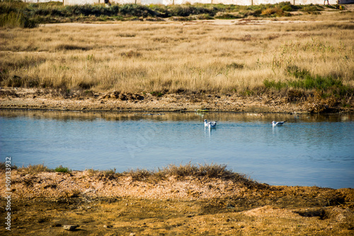 a seagulls on the shallow salty lagoon near the Azov sea on the Arabat Spit, Ukraine