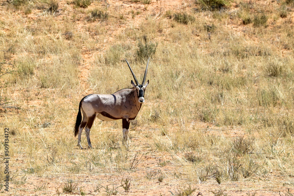 Gemsbok or South African Oryx in the Kgalagadi, South Africa Gemsbok or South African Oryx in the Kgalagadi, South Africa