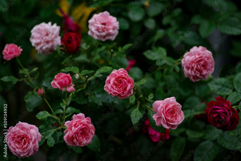 雨に濡れるバラの花