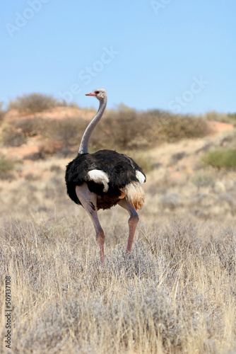 Ostrich in the Kgalagadi, South Africa