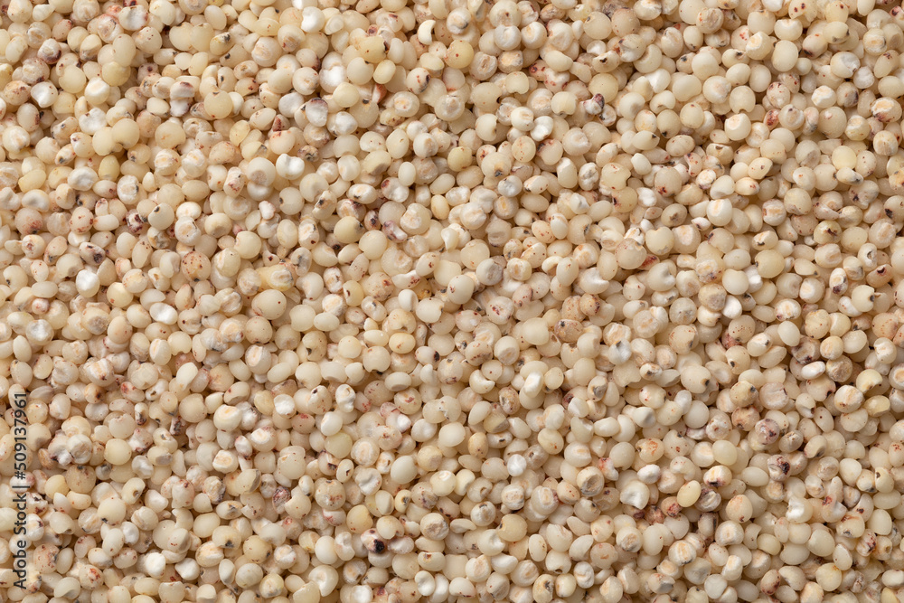 Raw organic Sorghum grain close up full frame as background Raw organic Sorghum grain close up full frame as background