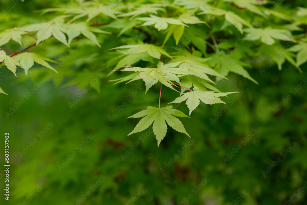 Japanese maple flowers. After the flowers bloom in spring, they attach propeller-shaped samara, and then they soar in the wind and fall to the ground to sprout. Japanese maple flowers. After the flowers bloom in spring, they attach propeller-shaped samara, and then they soar in the wind and fall to the ground to sprout.