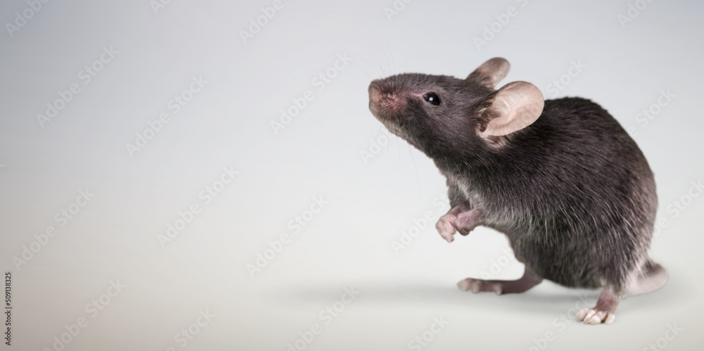 Classic rat on a background. Pet and care. Rodents, home rats. Classic rat on a background. Pet and care. Rodents, home rats.