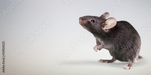 Classic rat on a background. Pet and care. Rodents, home rats.
