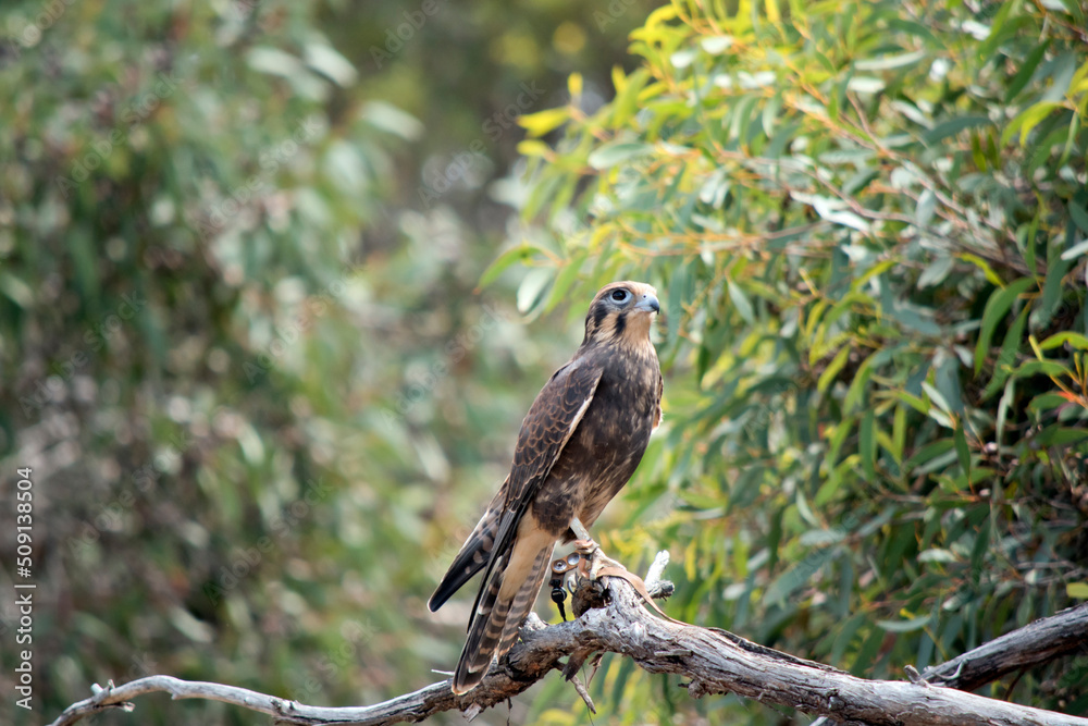 the brown falcon is perched on a tree branch the brown falcon is perched on a tree branch