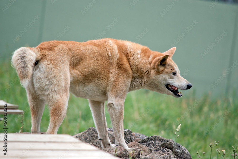 the golden dingo is a wild australian dog the golden dingo is a wild australian dog