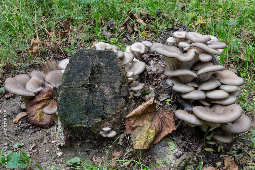 oyster mushrooms grow on a stump in the forest oyster mushrooms grow on a stump in the forest