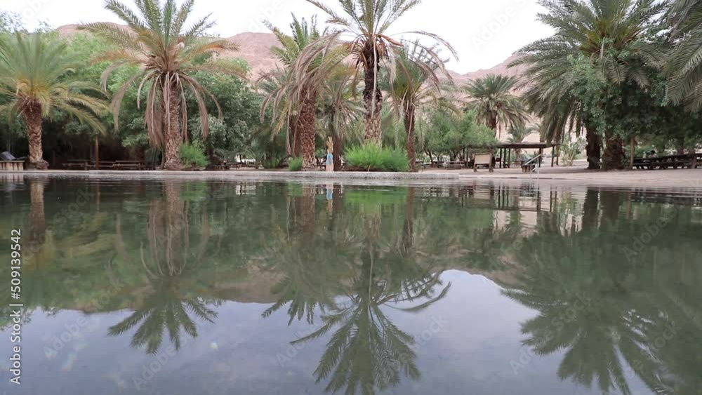 Close-up on the reflection of palm trees on the clear water in the pool of Einot Tzukim - North of the Dead Sea - Israel Close-up on the reflection of palm trees on the clear water in the pool of Einot Tzukim - North of the Dead Sea - Israel