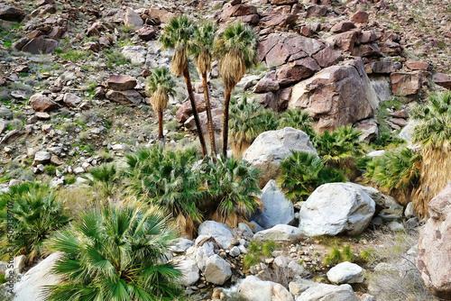 Old and young California fan palms or cotton palms  Washingtonia filifera  in  Palm Canyon  San Ysidro Mountains  Anza-Borrego Desert State Park  California  USA 