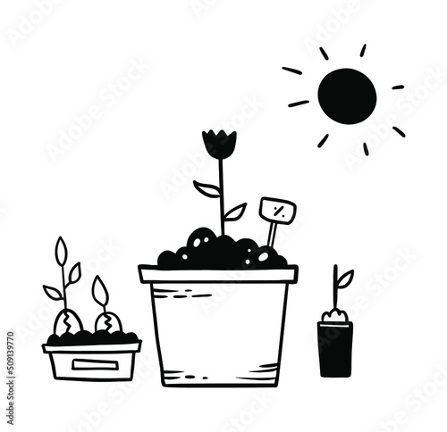Monochrome hand drawn plant in soil flowerpots black and white doodle cartoon illustration at home with sun is shining.
