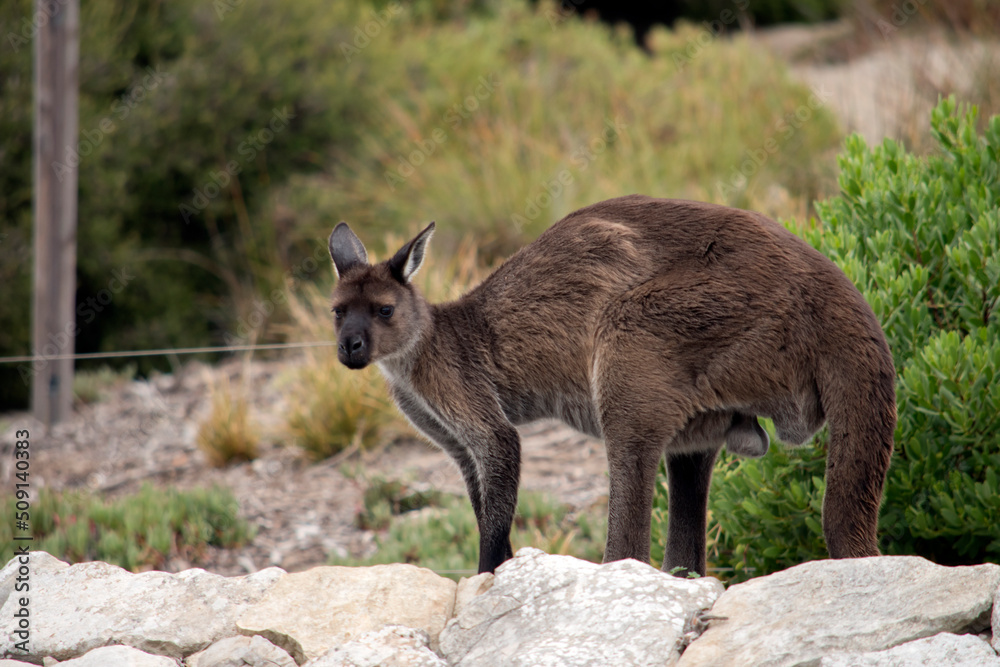 this is a male kangaroo-island kangaroo this is a male kangaroo-island kangaroo