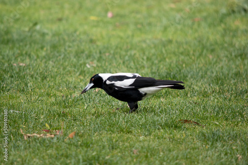 this is a side view of a magpie looking for food