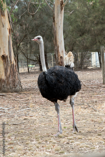 the ostrich is a tall bird with a long neck and legs that can not flyits body feathers are black his neck is grey with white and cream tail