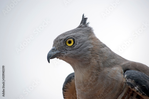 this is a close up of a Pacific Baza