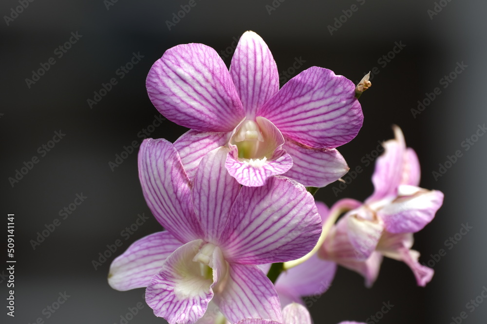 Obraz premium Flowers and Bees in the garden