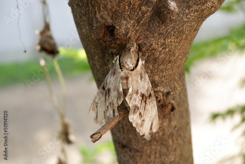 The remains of a dead butterfly on a tree