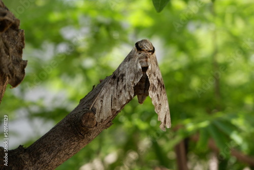 The remains of a dead butterfly on a tree and blur green background