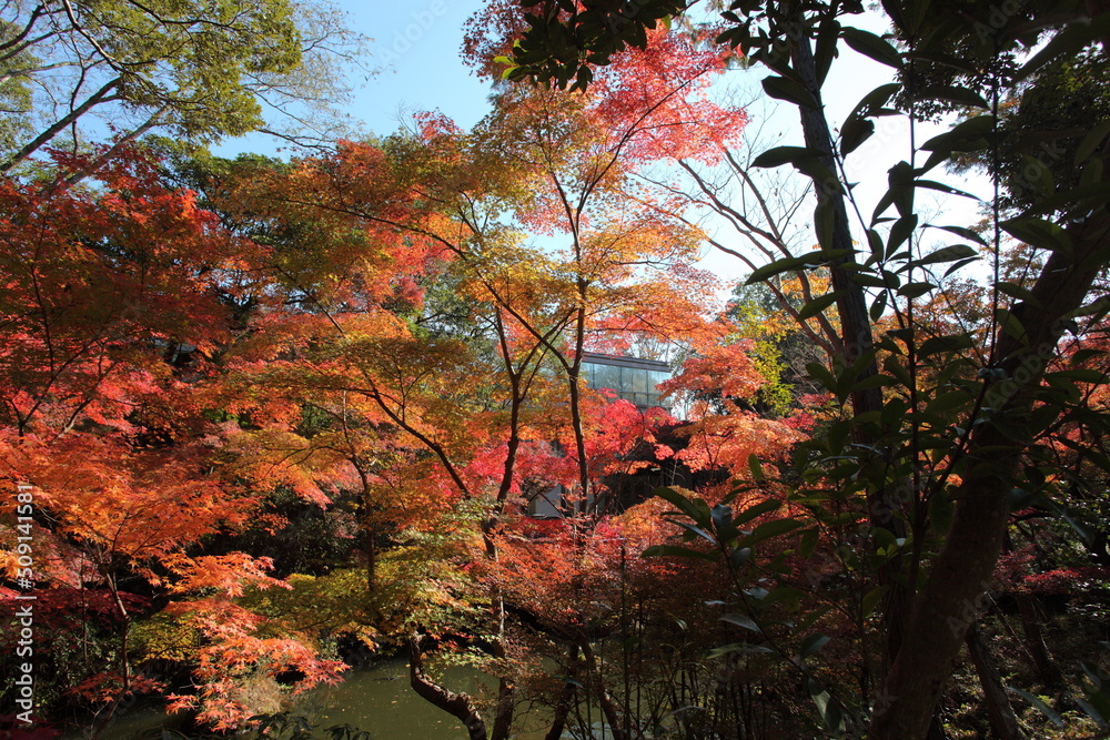 池の畔の紅葉 池の畔の紅葉