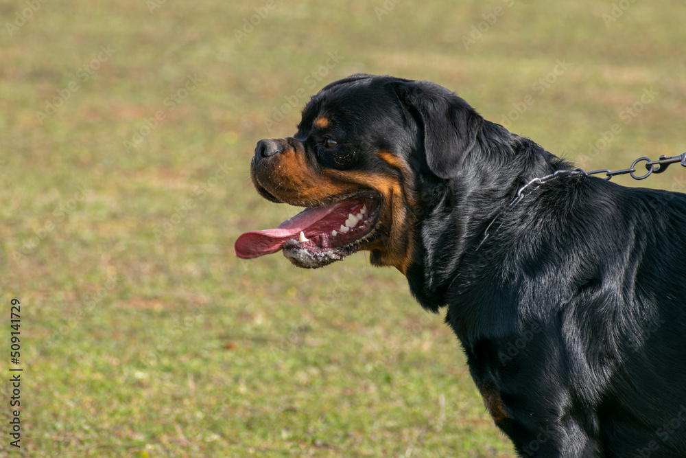 Outdoor portrait of Rottweiler dog in profile with open mouth with green grass background.