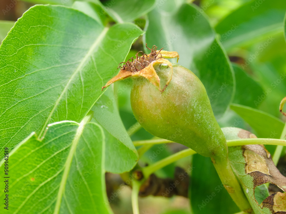 Small green pears on a branch in the garden in spring after flowering. Young fruit pears in garden Small green pears on a branch in the garden in spring after flowering. Young fruit pears in garden
