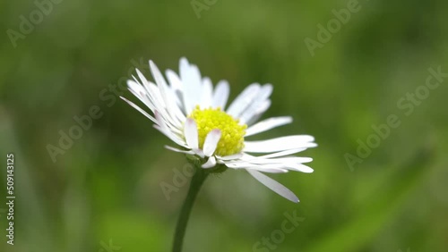 Daisy shaking by the wind