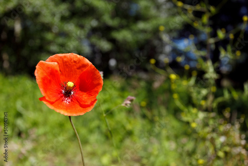 flower on natur