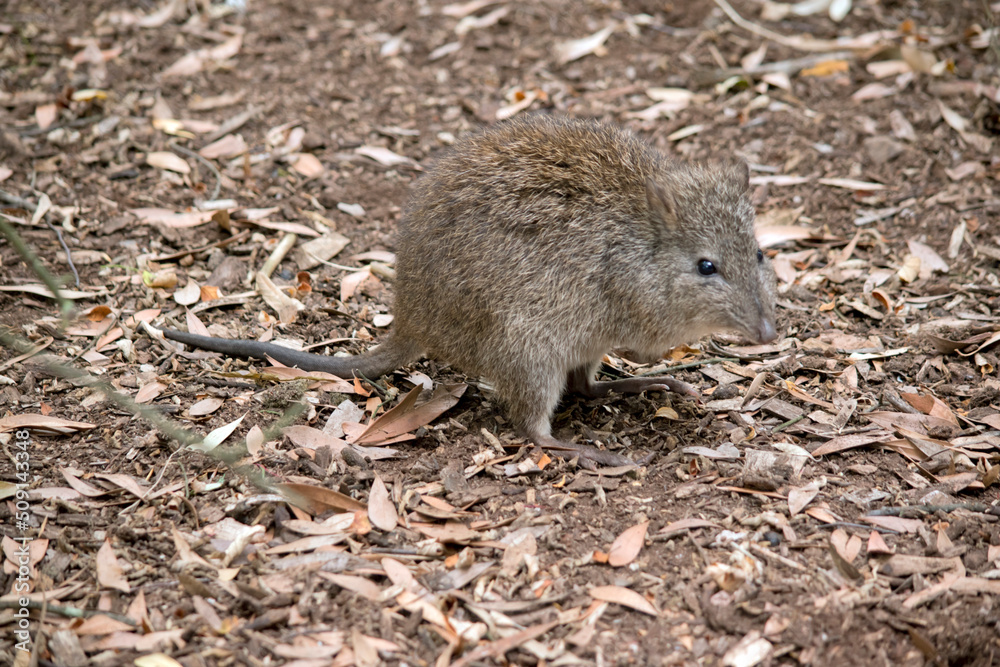 the long nosed potoroo looks similar to a rat the long nosed potoroo looks similar to a rat
