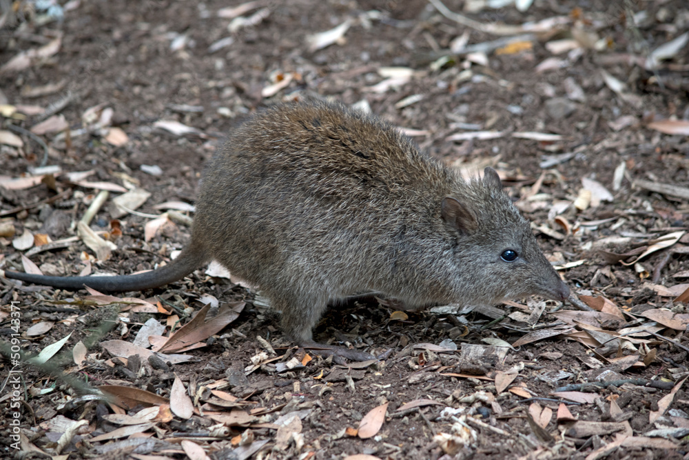 the long nosed potoroo looks similar to a rat the long nosed potoroo looks similar to a rat