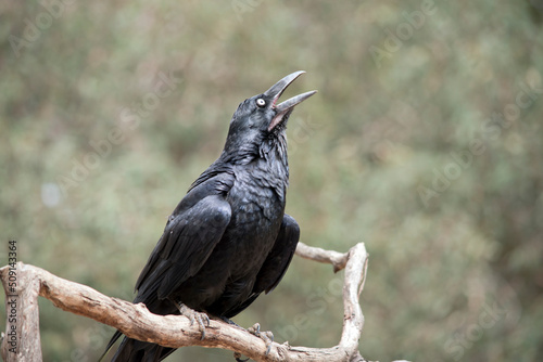 the raven is sitting on a branch making noise © susan flashman