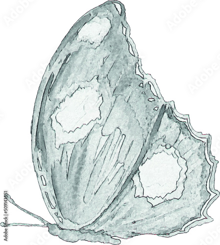 Pencil sketch of a butterfly on a white background. Isolated illustration of an insect. Sketch for tattoo. Butterfly tattoo.
