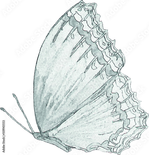 Pencil sketch of a butterfly on a white background. Isolated illustration of an insect. Sketch for tattoo. Butterfly tattoo.
