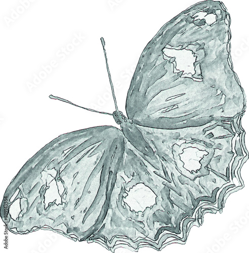 Pencil sketch of a butterfly on a white background. Isolated illustration of an insect. Sketch for tattoo. Butterfly tattoo.
