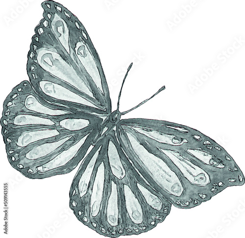 Pencil sketch of a butterfly on a white background. Isolated illustration of an insect. Sketch for tattoo. Butterfly tattoo.
