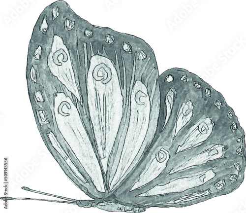 Pencil sketch of a butterfly on a white background. Isolated illustration of an insect. Sketch for tattoo. Butterfly tattoo.
