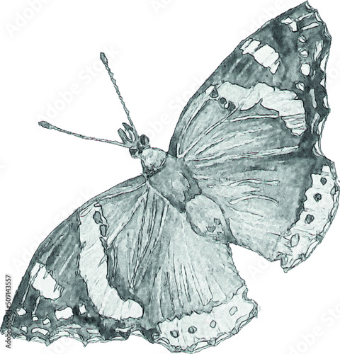 Pencil sketch of a butterfly on a white background. Isolated illustration of an insect. Sketch for tattoo. Butterfly tattoo.
