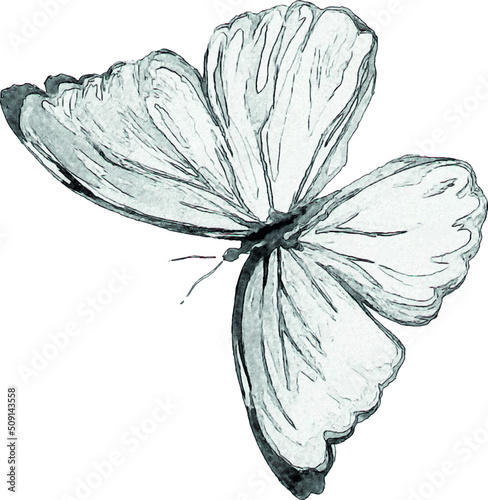 Pencil sketch of a butterfly on a white background. Isolated illustration of an insect. Sketch for tattoo. Butterfly tattoo.
