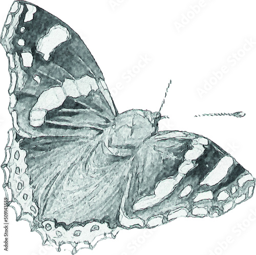 Pencil sketch of a butterfly on a white background. Isolated illustration of an insect. Sketch for tattoo. Butterfly tattoo.
