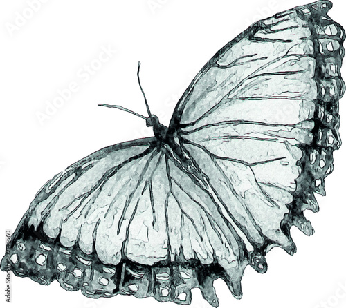 Pencil sketch of a butterfly on a white background. Isolated illustration of an insect. Sketch for tattoo. Butterfly tattoo.
