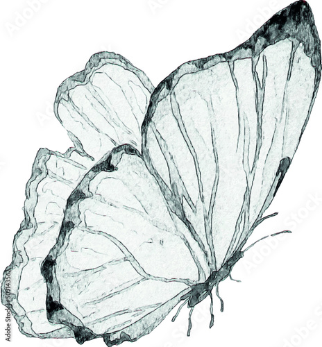 Pencil sketch of a butterfly on a white background. Isolated illustration of an insect. Sketch for tattoo. Butterfly tattoo.
