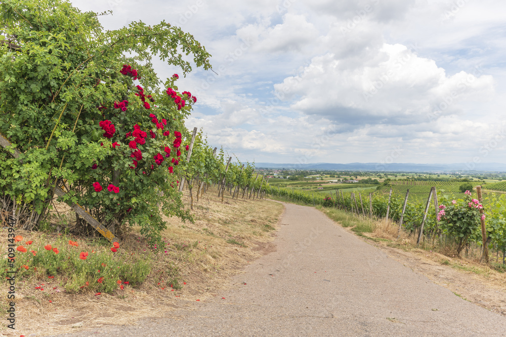 Vineyards in Kaiserstuhl region, Baden-Wurttemberg, Germany in spring.