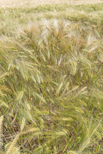 Wheat field in spring in plain. Alsace.