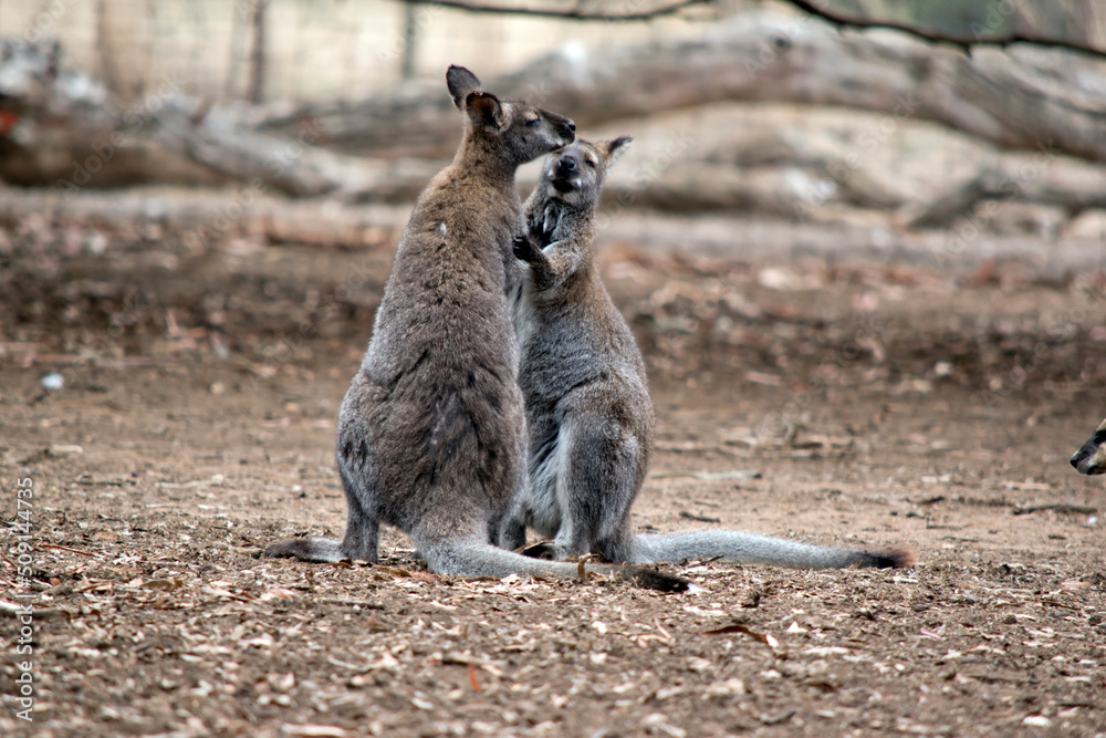 the red necked wallabies are mainly grey with a reddish brown on the back of their necks black paws and black tips on their tails the red necked wallabies are mainly grey with a reddish brown on the back of their necks black paws and black tips on their tails